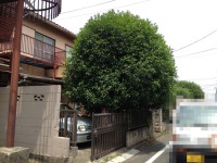 杉並区のお庭のお片付け（剪定・植木鉢撤去・草むしり）